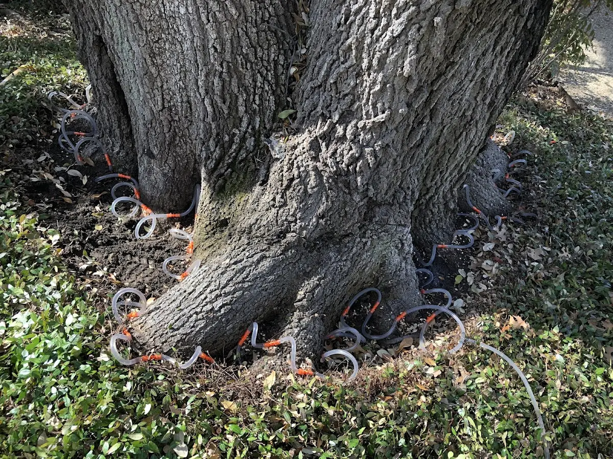 Detailed Tree Cabling and Bracing job site in West Harwich