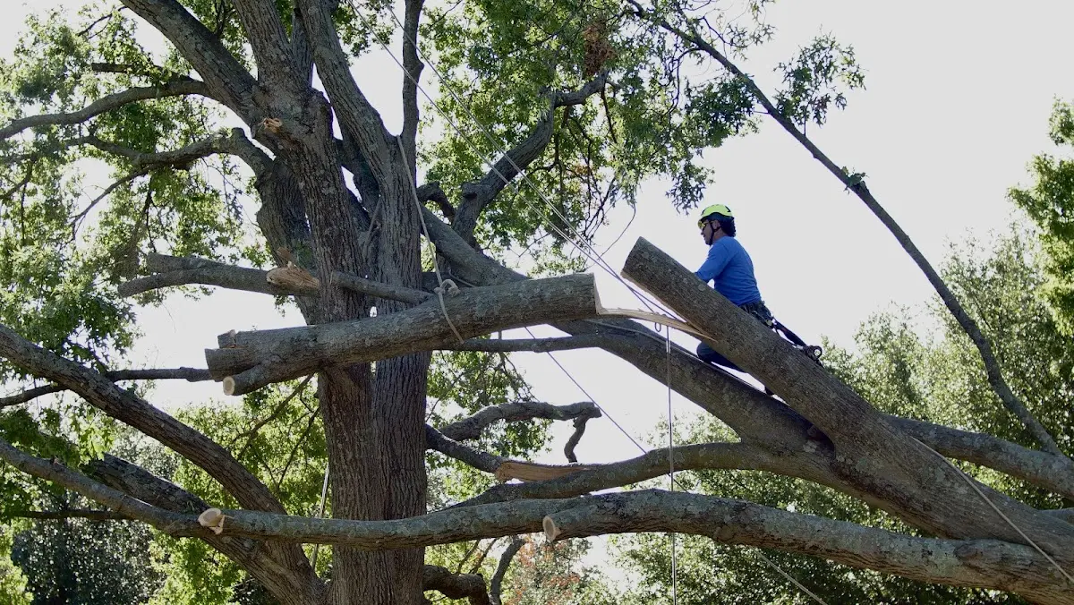 Professional Crown Thinning performed by certified arborists in West Harwich