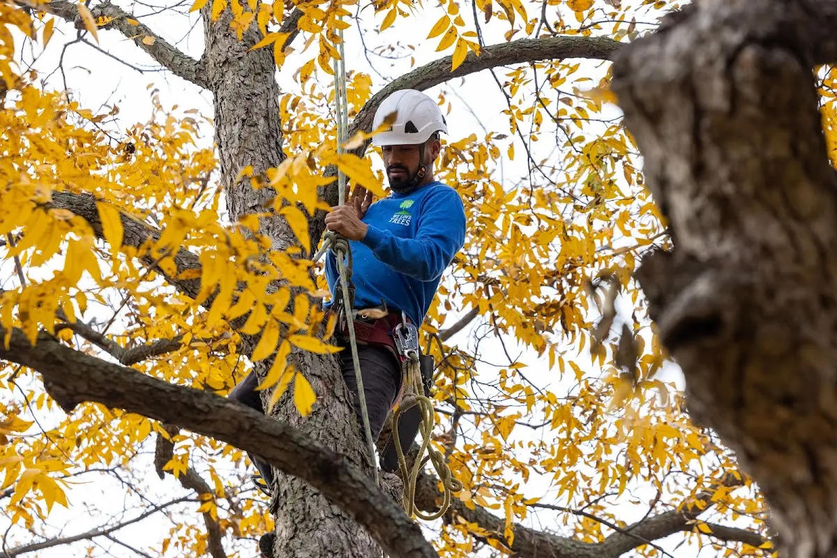 Skilled Tree Planing crew working in West Harwich